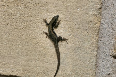 Close up of a male wall lizard (Podarcis muralis) on a limestone wall in the Dordogne, France