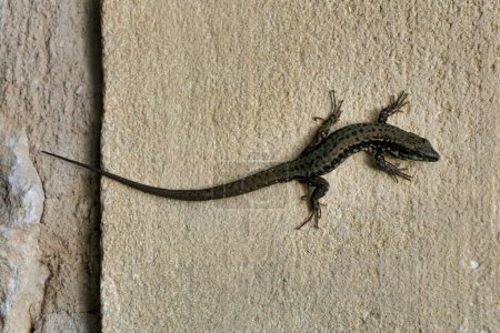 Close up of a male wall lizard (Podarcis muralis) on a limestone wall in the Dordogne, France
