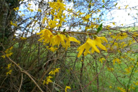 Forsythia plant growing wild in the countryside hedgerow