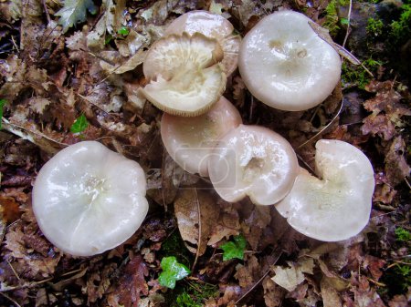 Hygrophorus eburneus (Elfenbein-Waldwachs) wächst durch die Laubstreu des Waldes in der Dordogne, Frankreich. Ein gutes Beispiel für seine schleimige Mütze