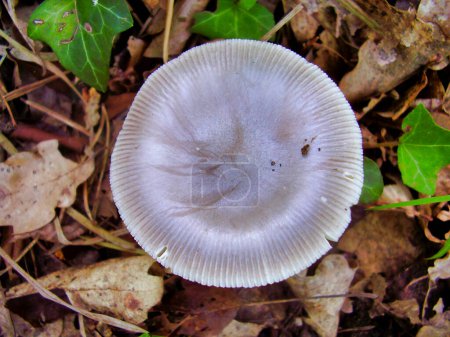 Close up of an older specimen Amanita vaginata with a flattened cap. In France known as a Grisette