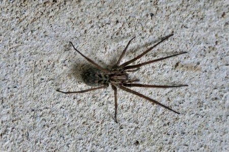 Großaufnahme der Spinne Tegeneria domestica (Scheunentrichterweber), die an einer Außenwand ruht
