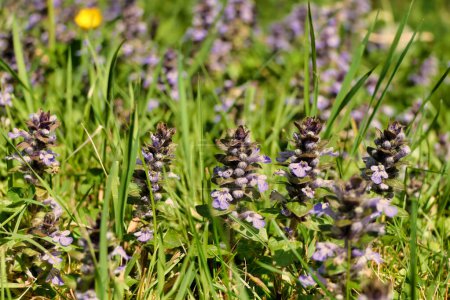 Ajuga reptans growing in a wildflower meadow in the Dordogne, France. Also known as bugle, blue bugle, bugle herb, bugleweed, carpetweed, carpet bugleweed and common bugle