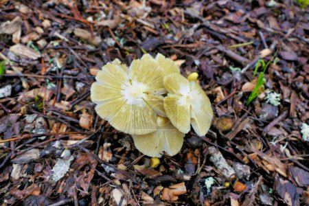 Photo for Yellow Field Cap Mushroom (Bolbitius titubans) sometimes called the Egg Yolk Fungus showing the pocketed or veined cap surface as the stickiness of the cap dries out - Royalty Free Image