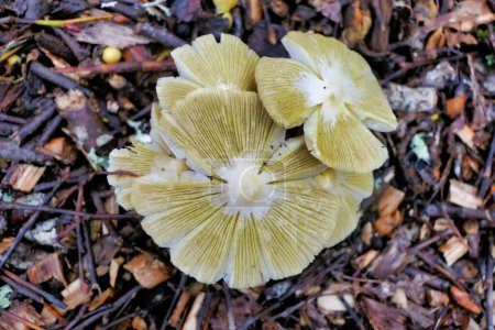 Champignon Bolbitius titubans (Bolbitius titubans) parfois appelé champignon jaune d'oeuf montrant la surface du chapeau empoché ou veiné lorsque le collant du chapeau sèche
