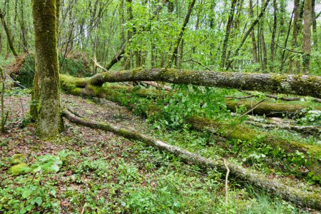 Gran roble antiguo caído debido a meses de lluvia causando que el suelo de arcilla se deslice, derribando y rompiendo varios otros árboles en el proceso