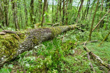 Gran roble antiguo caído debido a meses de lluvia causando que el suelo de arcilla se deslice, derribando y rompiendo varios otros árboles en el proceso