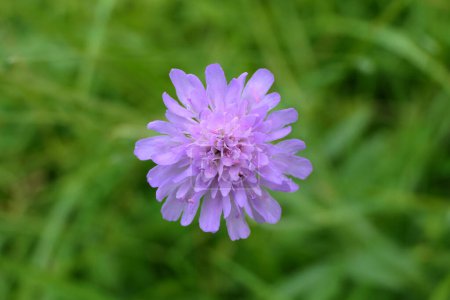 Close up of a Field Scabius (Knautia arvensis) in a meadow