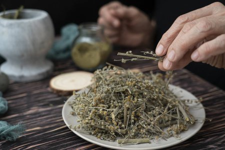 Téléchargez les photos : Un herboriste prépare la poudre à partir de feuilles d'absinthe séchées. Médecine douce, les amis. Photo de haute qualité - en image libre de droit