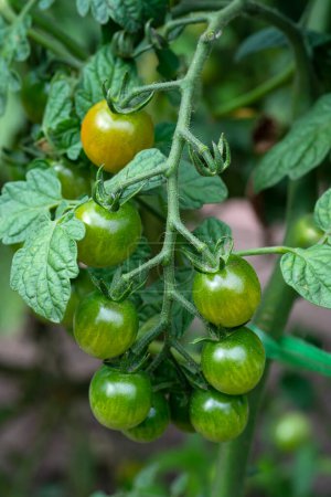 Téléchargez les photos : Une branche aux tomates cerises vertes et mûres. Légumes cultivés dans notre propre jardin. Photo de haute qualité - en image libre de droit