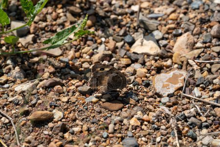 Foto de Mariposa gris de color marrón se sienta en las piedras. Foto de alta calidad - Imagen libre de derechos