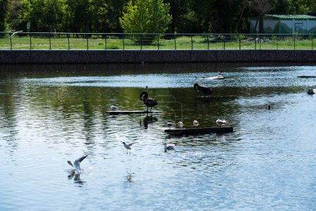 Foto de Nur-Sultan, KAZAKHSTAN - Julio 2021: Cisne negro y gaviotas en el estanque en el parque de la ciudad. Foto de alta calidad - Imagen libre de derechos