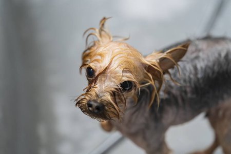 Téléchargez les photos : Toiletter un chien dans un salon de coiffure pour animaux. Le chien est lavé après le toilettage. Photo de haute qualité - en image libre de droit