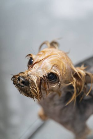 Téléchargez les photos : Toiletter un chien dans un salon de coiffure pour animaux. Le chien est lavé après le toilettage. Photo de haute qualité - en image libre de droit