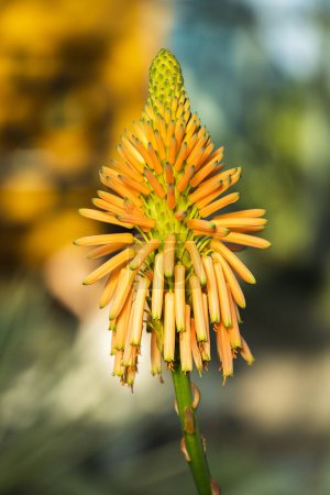Photo for Flower of red hot poker. High quality photo - Royalty Free Image