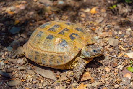 Photo for Hermann tortoise at Albera reproduction center, Spain. - Royalty Free Image