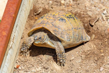 Hermann-Schildkröte im Reproduktionszentrum Albera, Spanien.