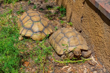 Hermann tortoise at Albera reproduction center, Spain.