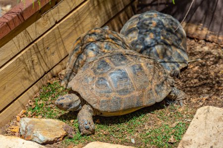 Photo for Hermann tortoise at Albera reproduction center, Spain. - Royalty Free Image