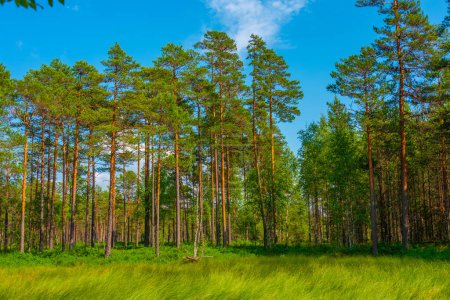 Sentier forestier au parc national des tourbières Viru en Estonie.