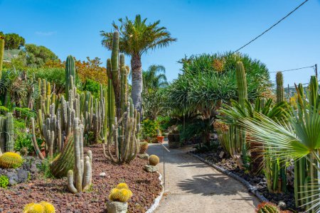 Foto de Suculentas y cactus en los jardines Giardini Ravino en Forli, Ischia, Italia. - Imagen libre de derechos