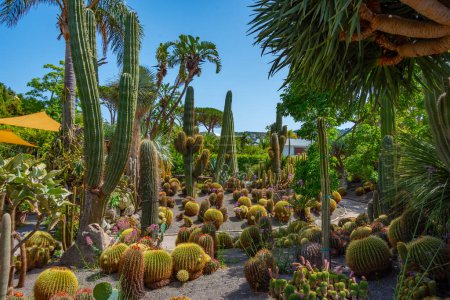 Photo for Succulents and cactuses at Giardini Ravino gardens at Forli, Ischia, Italy. - Royalty Free Image