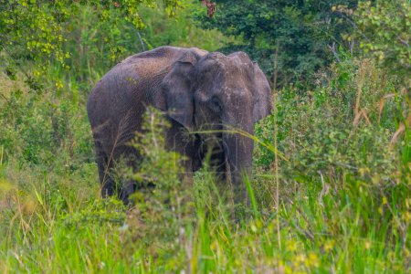 Photo for Indian elephant walking through Hurulu eco park in Sri Lanka. - Royalty Free Image