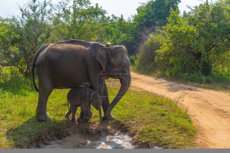 Téléchargez les photos : Éléphant indien marchant dans le parc écologique Hurulu au Sri Lanka. - en image libre de droit