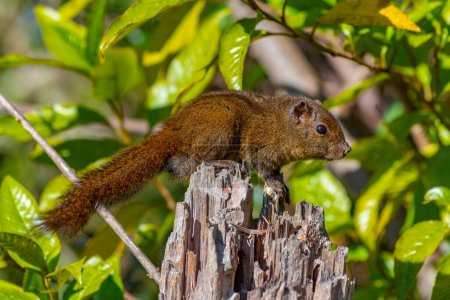 Téléchargez les photos : Sri Lanka Écureuil rayé crépusculaire au parc national des plaines Horton au Sri Lanka. - en image libre de droit