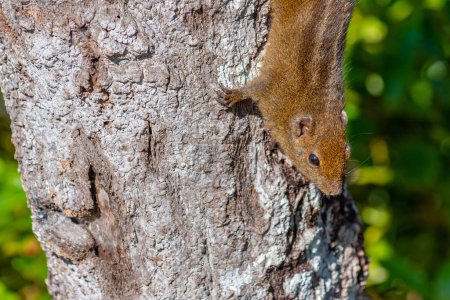 Téléchargez les photos : Sri Lanka Écureuil rayé crépusculaire au parc national des plaines Horton au Sri Lanka. - en image libre de droit