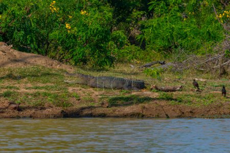 Téléchargez les photos : Crocodile agresseur au parc national Bundala au Sri Lanka. - en image libre de droit