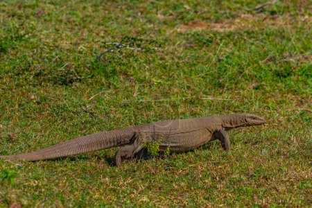 Bengal monitor lizard at Bundala national park in Sri Lanka.