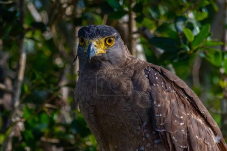 Crested serpent eagle at Yala national park in Sri Lanka.