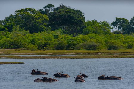 Foto de Búfalo de agua salvaje en el parque nacional de Yala en Sri Lanka. - Imagen libre de derechos