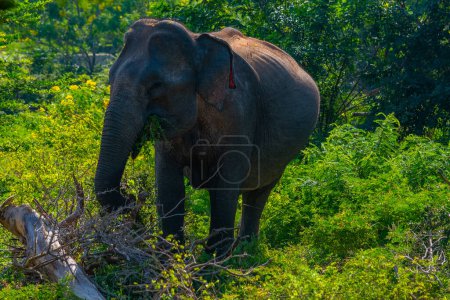 Foto de Elefantes asiáticos en el parque nacional de Yala en Sri Lanka. - Imagen libre de derechos
