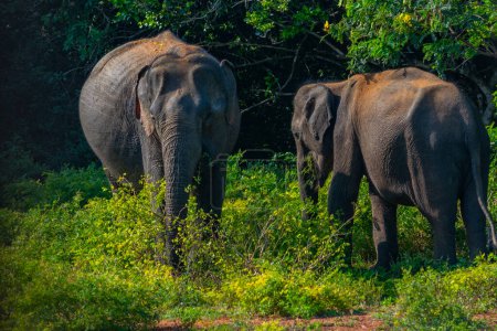 Foto de Elefantes asiáticos en el parque nacional de Yala en Sri Lanka. - Imagen libre de derechos