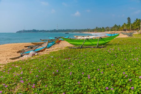 Téléchargez les photos : Bateaux de pêche à la plage de Marakolliya, Sri Lanka. - en image libre de droit