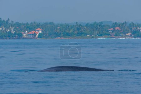 Photo for Whale seen near the coast of Sri Lanka at Mirissa. - Royalty Free Image