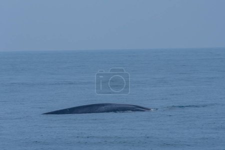 Foto de Ballena vista cerca de la costa de Sri Lanka en Mirissa. - Imagen libre de derechos