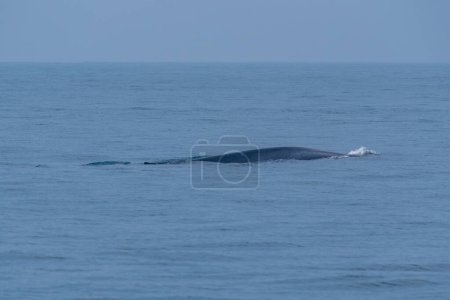 Foto de Ballena vista cerca de la costa de Sri Lanka en Mirissa. - Imagen libre de derechos