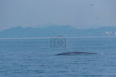 Photo for Whale seen near the coast of Sri Lanka at Mirissa. - Royalty Free Image