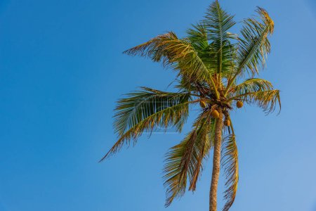 Photo for Palm over blue background at Mirissa beach at Sri Lanka. - Royalty Free Image