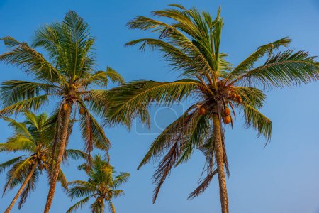 Photo for Palm over blue background at Mirissa beach at Sri Lanka. - Royalty Free Image