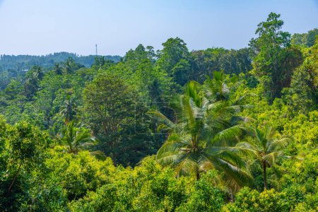 Photo for Mirissa hills cinnamon plantation at Sri Lanka. - Royalty Free Image