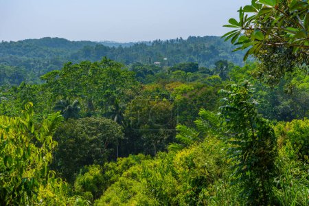 Photo for Mirissa hills cinnamon plantation at Sri Lanka. - Royalty Free Image
