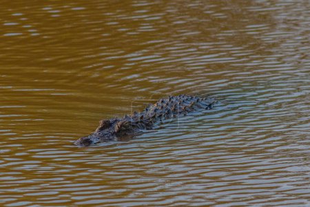 Téléchargez les photos : Crocodile agresseur au parc national de Yala au Sri Lanka. - en image libre de droit