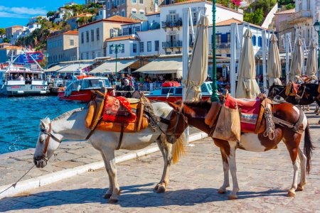 Photo for Hydra, Greece, September 5, 2022: Donkeys at the seaside promenade at the port of Hydra in Greece. - Royalty Free Image