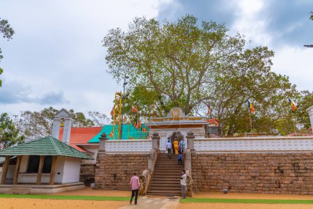 Photo for Anuradhapura, Sri Lanka, February 9, 2022: Sri Maha Bodhi tree at Anuradhapura - the world's oldest documented tree, Sri Lanka. - Royalty Free Image