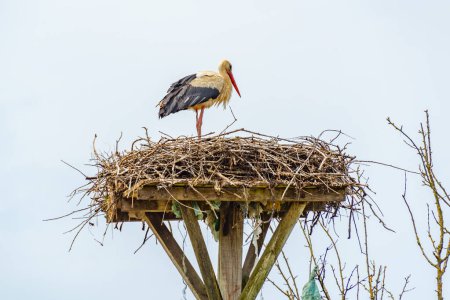 White storks nesting at Croatian village Cigoc