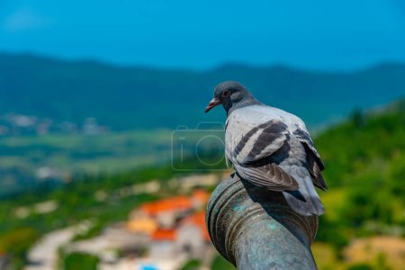pigeon sur un canon à la forteresse de Sokol en Croatie